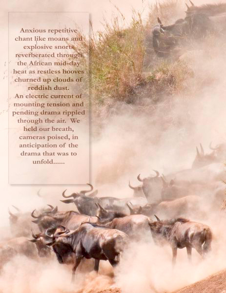 safari photography