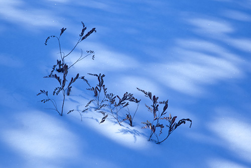 snow photography
